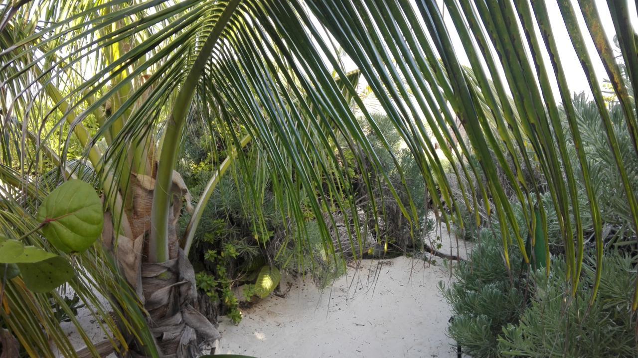 Eco Lodge Hotel Villa Tulum Eksteriør billede